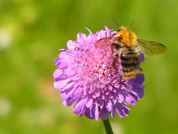 Пчела и муха