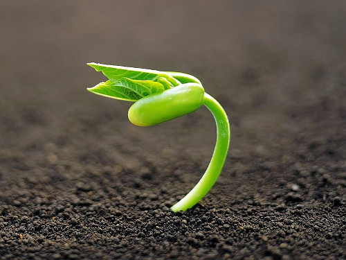 Что будет, если здоровое семя оставить на солнце, а больное зарыть в землю? | Фото с сайта Православие.Ru www.pravoslavie.ru